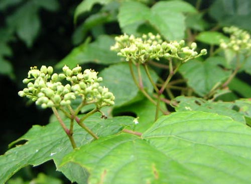 野ぶどうの花