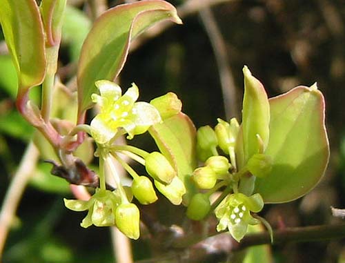 サルトリイバラの花