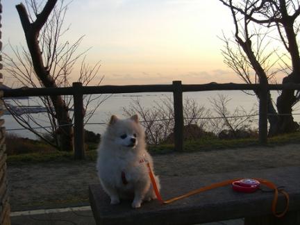 披露山公園でのミルキー