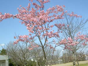 鶴見緑地の河津桜