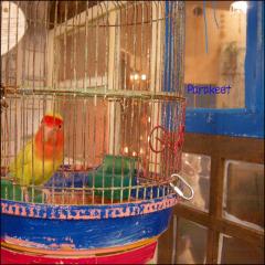 Parakeet