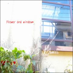 Flower and window