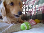 え～　兄ちゃんにもあげるの～！