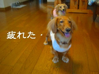 疲れた・・・・