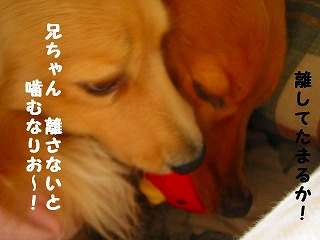 噛むなりお～～！