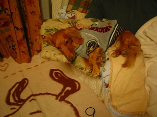 ココで寝ると気持ちいいよ～