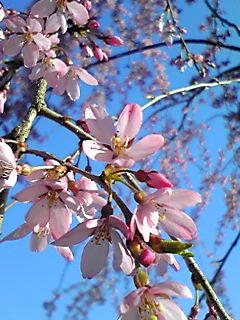 善光寺と桜パート1