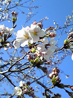 善光寺と桜パート2