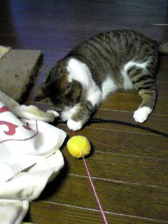 今日のもなか1月18日パート2