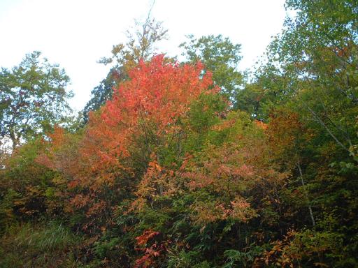 紅葉狩り＠志賀スーパー林道パート2
