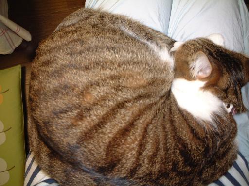 今日のもなか10月11日