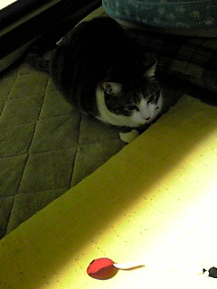 今日のもなか5月4日パート2