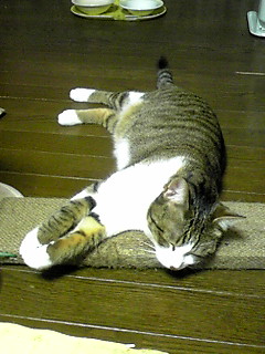 今日のもなか5月4日パート3