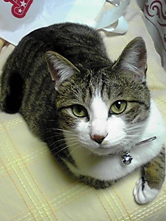 今日のもなか2月12日