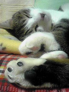 今日のもなか1月3日パート2