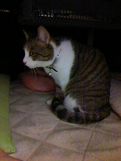 今日のもなか11月14日パート2