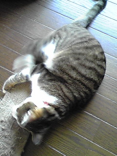 今日のもなか4月12日パート2