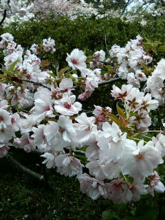 梅宮大社　八重桜