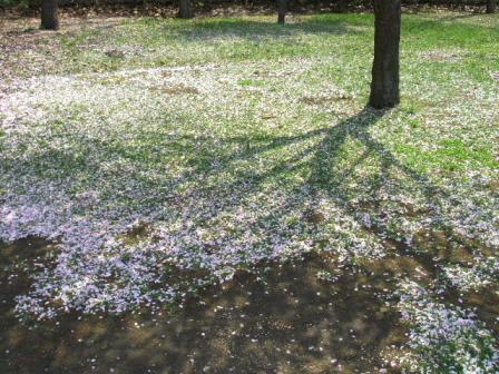 桜じゅうたん