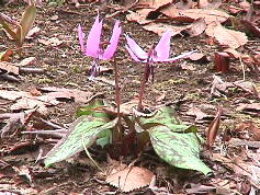 かたくりの花.jpg