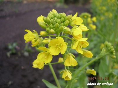 菜の花