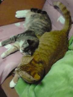 暖かいにゃ