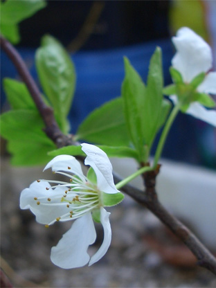 アンズの花