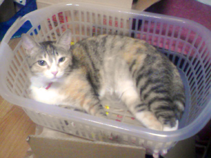 ちょっぴりグレードアップした捨て猫？