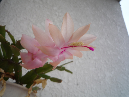 今年は白っぽい花