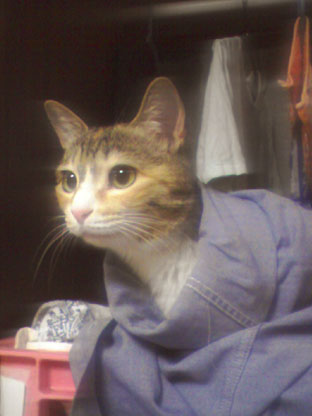 なにか呼んだ？
