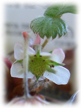 可愛らしい小さな花