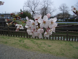 桜の小枝