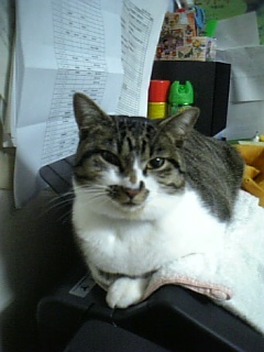 収まりがいいの