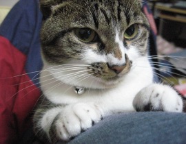 旦那の膝の上　2