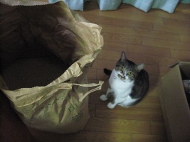 袋を見上げるリン