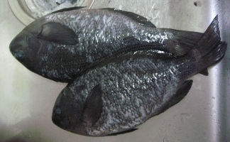 うろこをとって