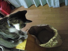 上から見下ろすリン