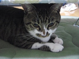 リンのいるところは？