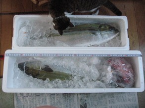 届いたお魚
