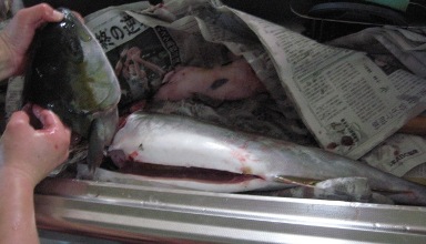 ブリをさばくょお