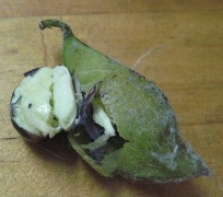 埃りだらけの枝豆