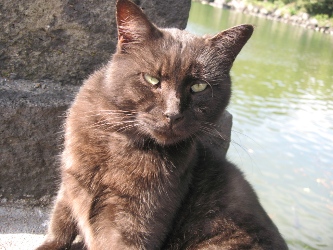 池の横の猫5