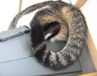 やっぱりはみでてる