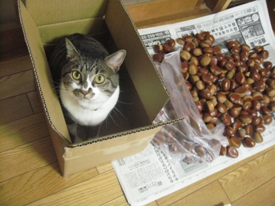 栗をいただいた♪