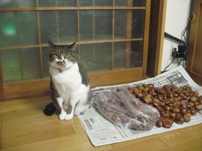 栗と一緒にポーズとる(^^ゞ