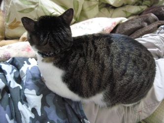 こっち向いて　りん