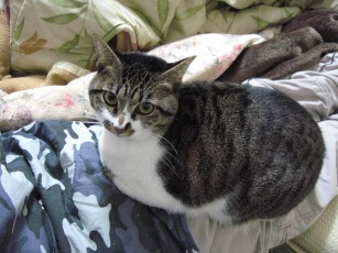 どこにすわってるのでしょう　2