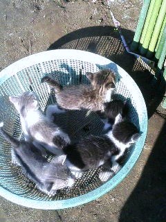 ５匹の子猫