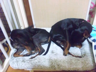 SH3D38240001.jpg