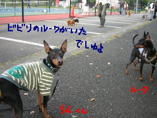 2008.10.05ドッグショー 012.jpg